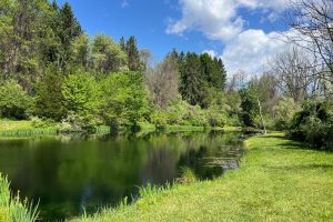stfsa images (13)