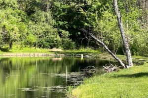 stfsa images (20)
